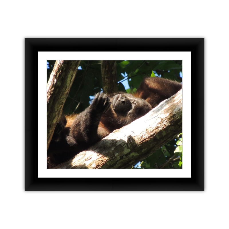 Gorilla in Tree