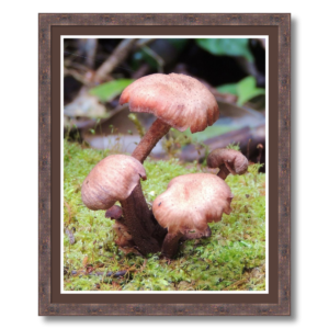 fungus