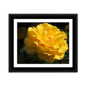 Incoming Bee Yellow Rose