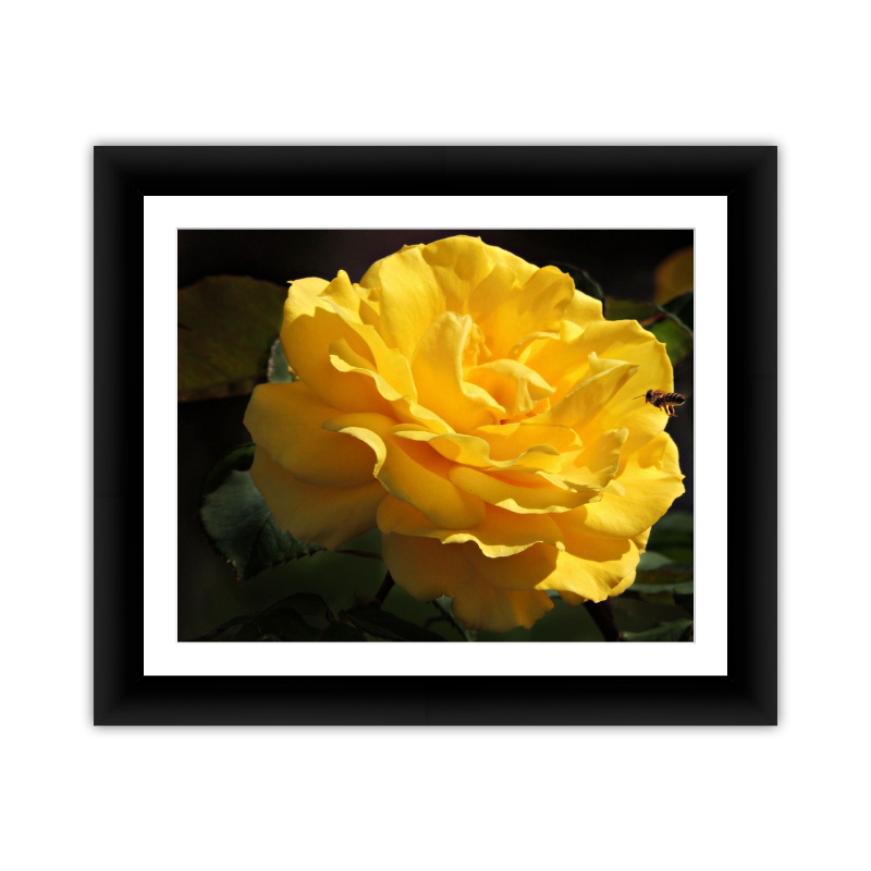 Incoming Bee Yellow Rose