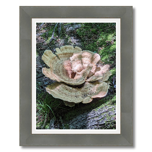 Fungus Cutom