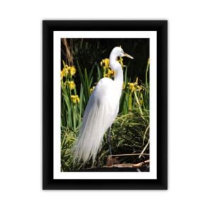 Heron