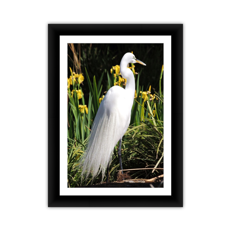 Heron