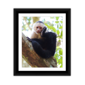 Monkey 2