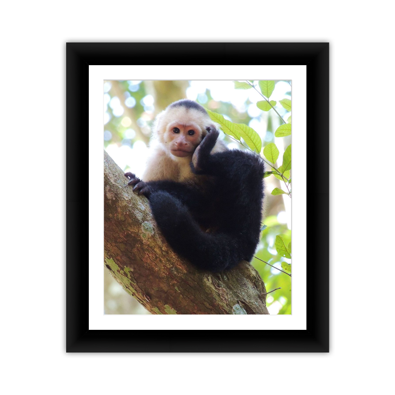 Monkey 2