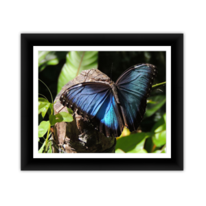 Framed Kodak & Photo Paper Prints