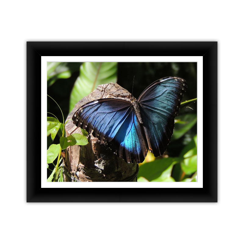 Framed Kodak & Photo Paper Prints