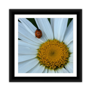 Ladybug on White Flower