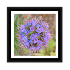 Purple Puff Flower