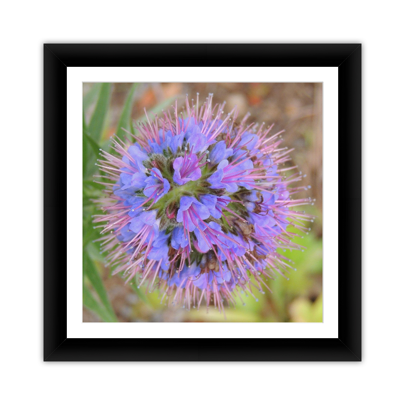 Purple Puff Flower