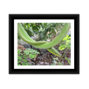 Green Vine Snake