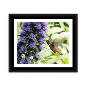Hummingbird and Flowers