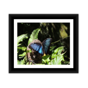 Blue Morpho