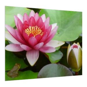 Etsy - Blooms Water Lily Gatorboard Canvas