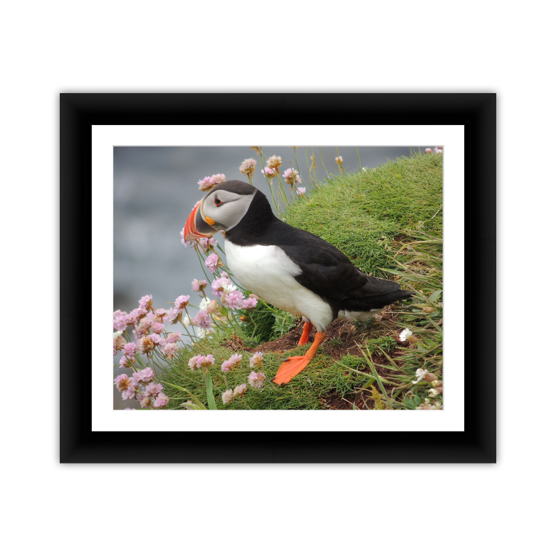 One Puffin