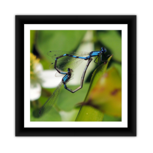 Damsel Fly Mating