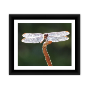 Dragonfly on Stick