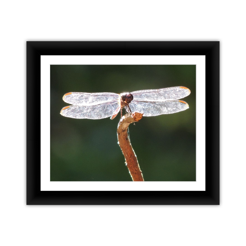 Dragonfly on Stick