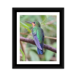 Hummingbird1