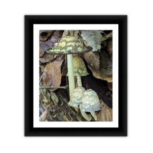 Speckled Woodland Mushrooms