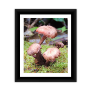 Framed Kodak & Photo Paper Prints