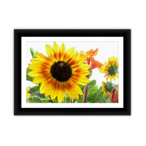 Modified Sunflower