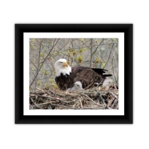 Eagle and Baby