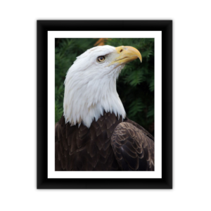 Eagle Slightly Larger
