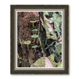 fungus