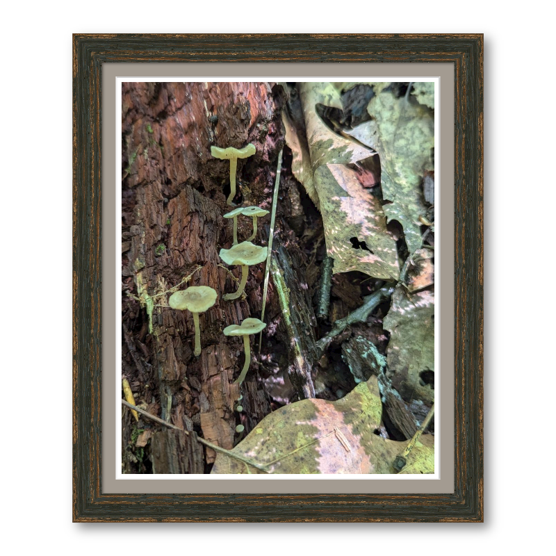 fungus