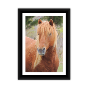 Assateague Wild Pony