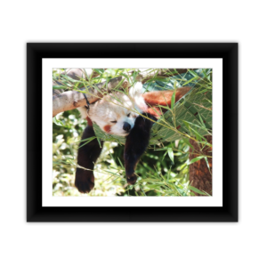 Red Panda Siesta