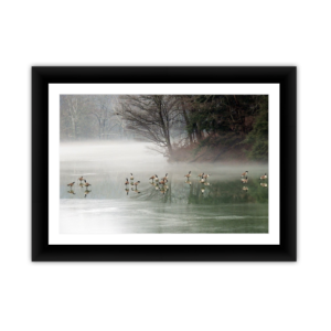 Misty Morning Geese