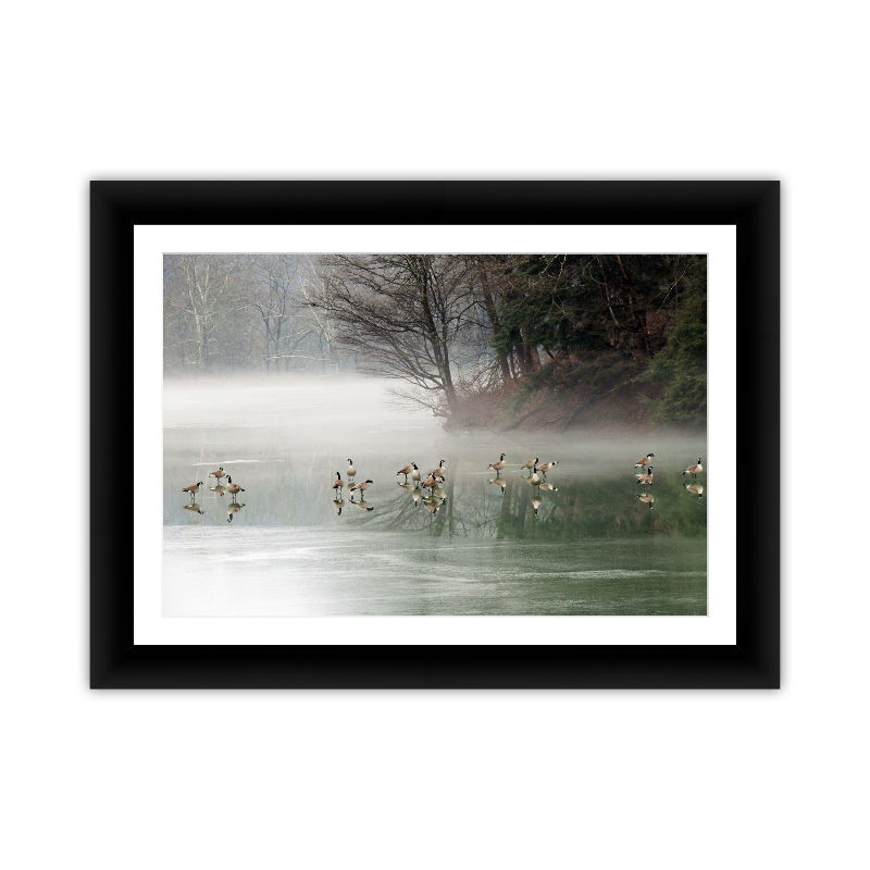 Misty Morning Geese