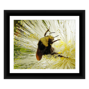 Framed Kodak & Photo Paper Prints