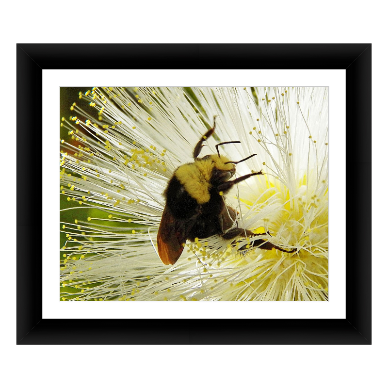Framed Kodak & Photo Paper Prints