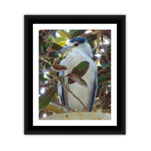 Blue & White Bird