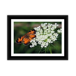 Butterfly and Milkweed