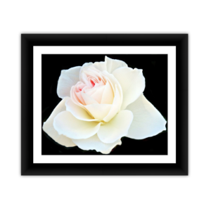 Blushing White Rose