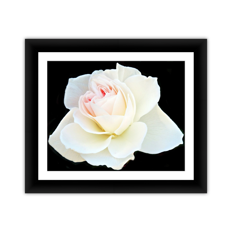 Blushing White Rose