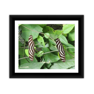 Two Brown Stripe Butterflies
