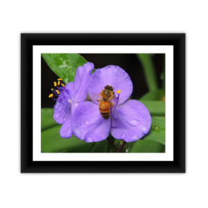 Honeybee in Violet