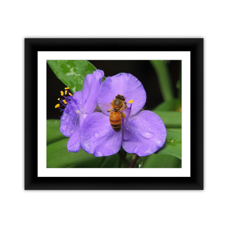 Honeybee in Violet