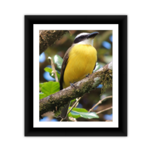 Yellow Breasted Bird