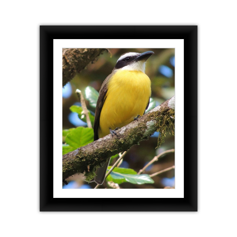 Yellow Breasted Bird