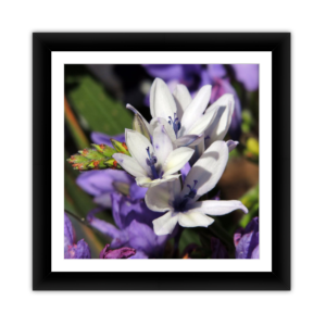 Purple & White Flowers