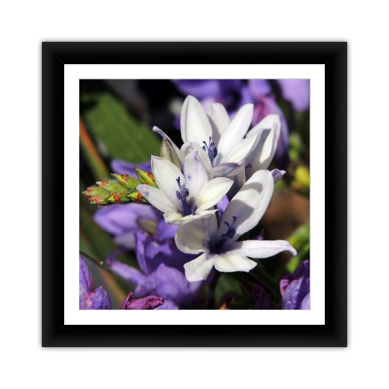Purple & White Flowers