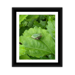Tiny Frog