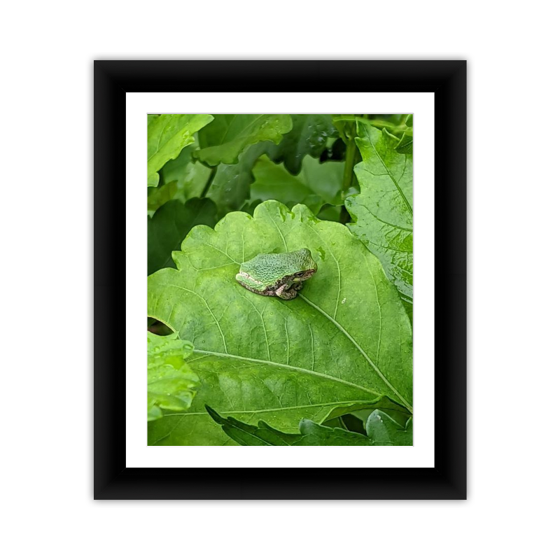 Tiny Frog