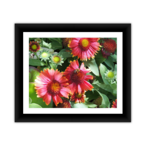 Blooms with Hidden Bee